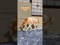 文武両道な柴犬　 #shiba #柴犬