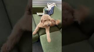 Ranktracker, Golden doodle good morning happy to see someone 🤍🐶