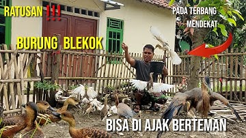 Burung belibis dan blekoknya pada jinak, bisa di panggil. @bayhaqipetualang6664