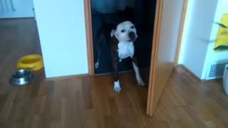 Staffy Frightened Of Selfie Stick