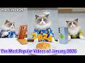 The Most Popular Videos of January 2026 | That Little Puff thumbnail