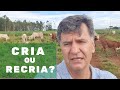 QUAL É MELHOR: CRIA OU RECRIA?