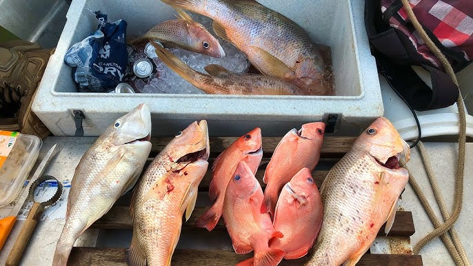 Fishing For Jewfish, Coral Trout, Golden Snapper