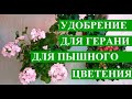 Каким удобрением подкормить герань, чтобы активно и пышно цвела