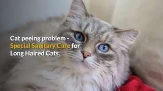 Cat peeing problem - Special sanitary care for long haired cats screenshot 4