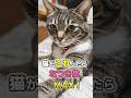 あなたの猫は懐いてる?愛猫のなつき度レベルをチェックしよう! #猫 #猫雑学 #ねこたんの解説