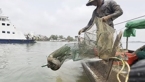 Nghề Đặt Cửa Ngục Đáy Sông Sâu Hôm Nay Thu Hoạch Khả Quan - Sông Nước Cửu Long #116