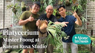Staghorn Fern (Platycerium) Master Foong Visiting Kawan Rusa I Rating for Platycerium Score