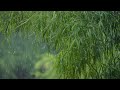 Instant Relief Music | Heavy Rain Walkthrough | autogenic training | spruce forest | détendre