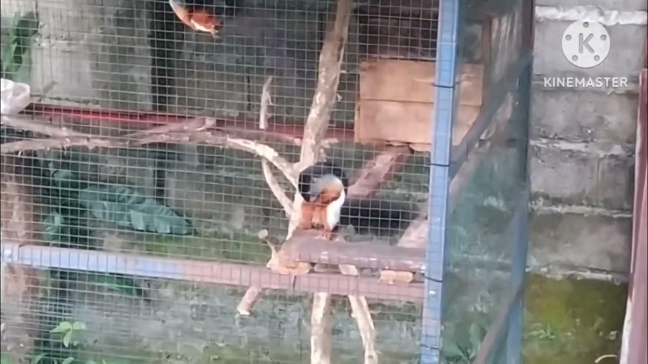 proses perkawinan bajing tiga warna - YouTube