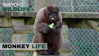 S10E05 | A Woolly Bundle For Pacaja, But Is It A Son Or A Daughter? | Monkey Life | Beyond Wildlife