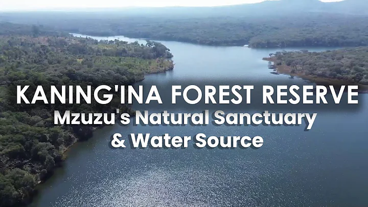 KANING'INA FOREST RESERVE: Mzuzu's Natural Sanctuary & Water Source