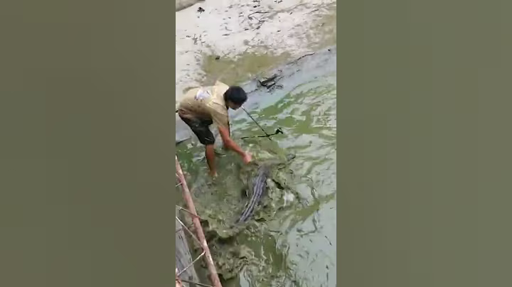 Crocodile Farm  Feeding Crocodile Farm #257
