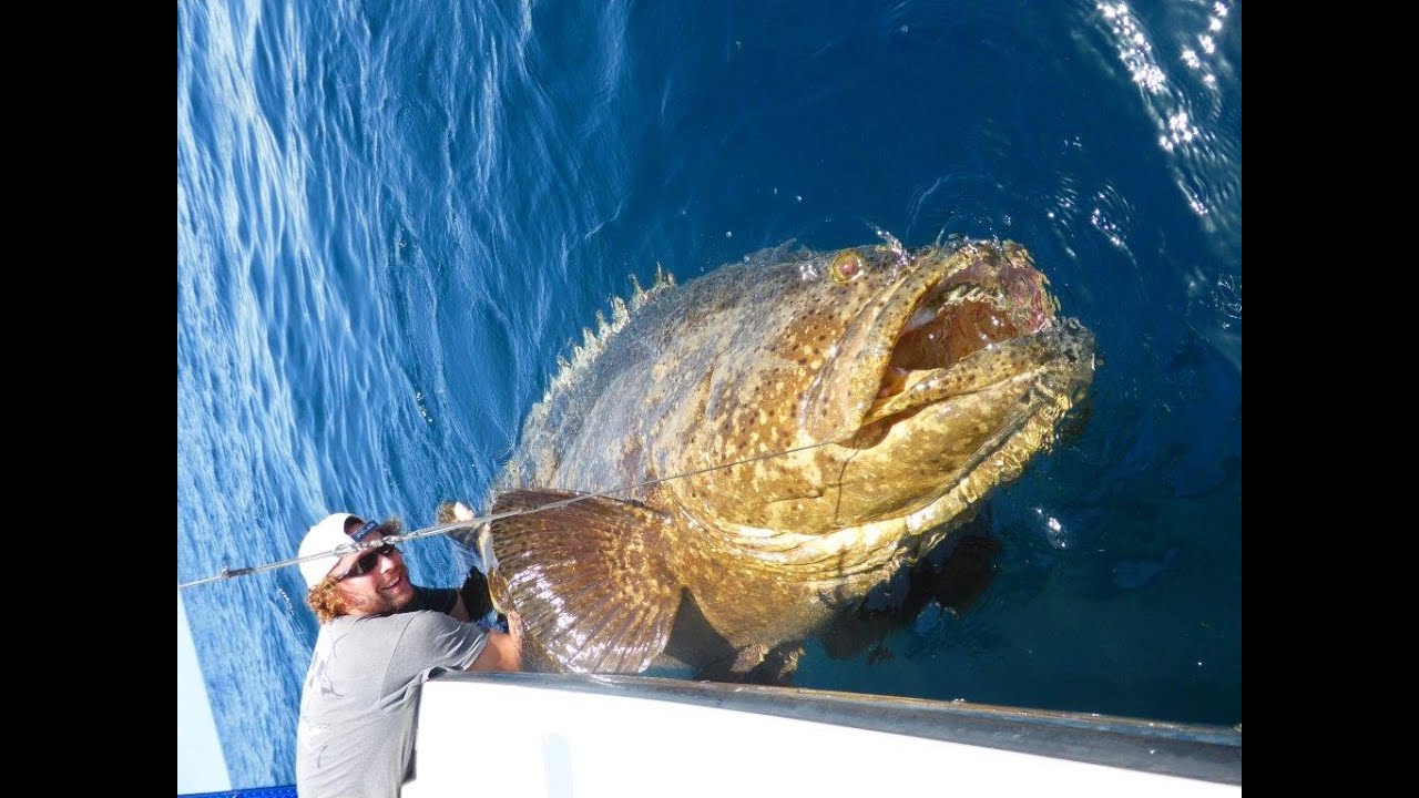 Image result for huge grouper