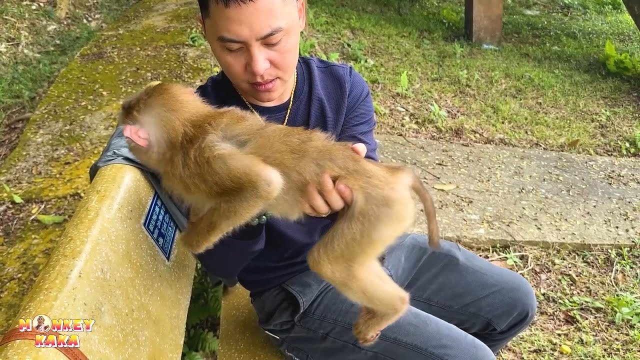 Dad was surprised to see Monkey Kaka again, looking so thin and frail, it was truly pitiful.