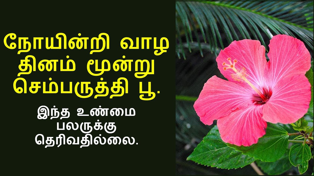 செம்பருத்தி பூவின் ஆரோக்கிய ரகசியம் Hibiscus health benefits in tamil