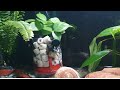 Diy low level water filter with aquaponics  filter for aquarium pond