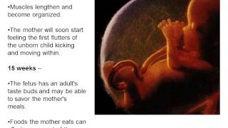 AP Psychology Unit 5 Prenatal Development Lecture