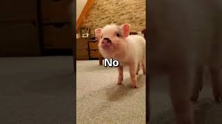 CAN YOU SEE the Imposter? 😱 | Wholesome Animals