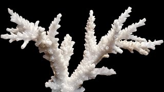TOP 6 Reasons WHY Acropora Coral DIE | RTN & STN (NO, Bacteria & Salt Mix are NOT IT!)