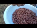 شوفو  طريقه زراعه الفول السوداني في مزرعتي روووعه جPeanut cultivation1