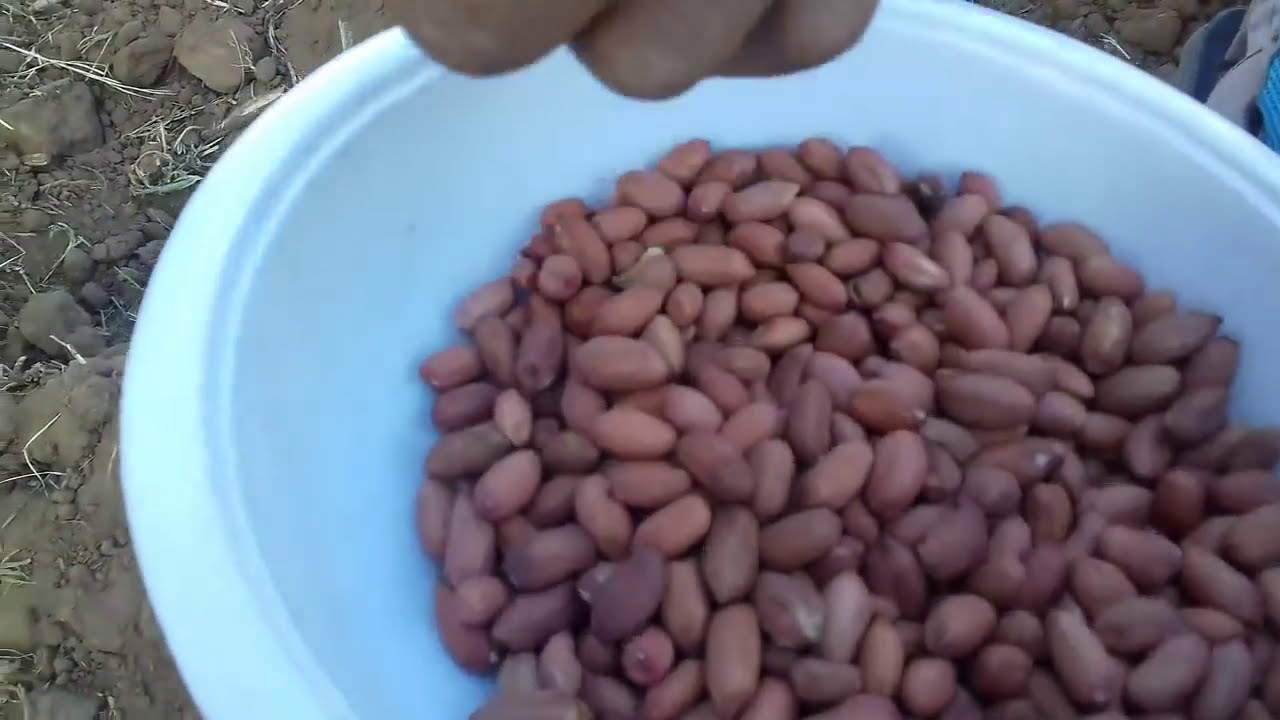شوفو  طريقه زراعه الفول السوداني في مزرعتي روووعه جPeanut cultivation1