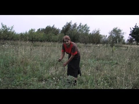 მარანაში უწყლოობისგან გამხმარი ნერგები დაამტვრიეს