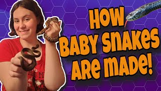 Incredible! These Snakes Don't Lay Eggs - How Do They Reproduce? Wealth