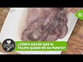  cmo hacer que el pulpo quede en su punto  cmetelo