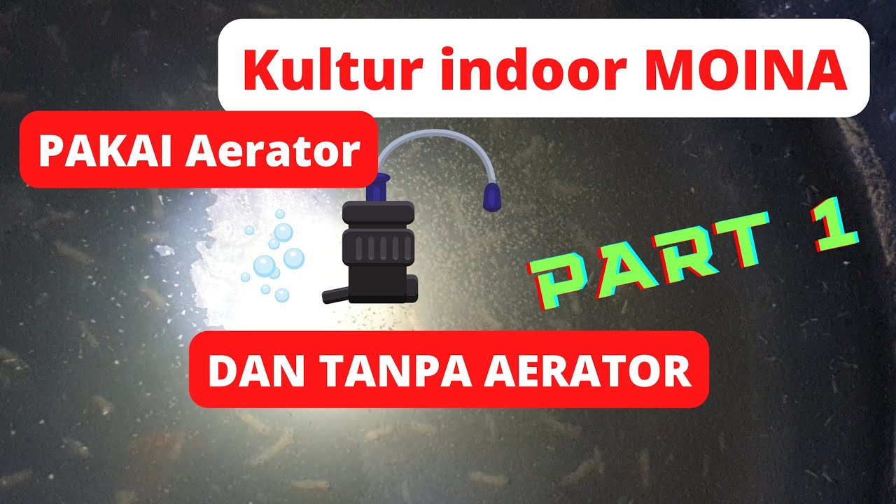 EKSPERIMEN KULTUR Moina Indoor dengan aerator dan tanpa aerator