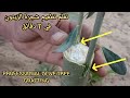 تطعيم الزيتون بالقلم اللحائي تطعيم الزيتون بالقلم اللحائي