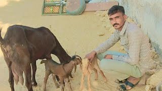 Raj singh Jodha is live!