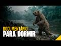 Como Era o Brasil Pré-Histórico (Com Som de Chuva) - História Para Dormir