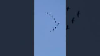 Beautiful Flying Birds✅✈️ #flying #birds #flyingbirds #short #viral #youtubeshorts