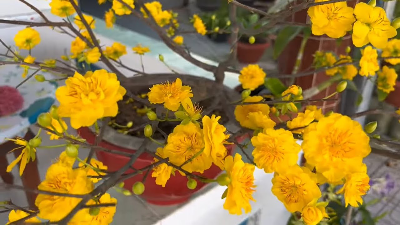 Cách nuôi mai cúc thọ hương non mùa, gốc nhớt bông to, bự ít rụng nụ | Nét Việt