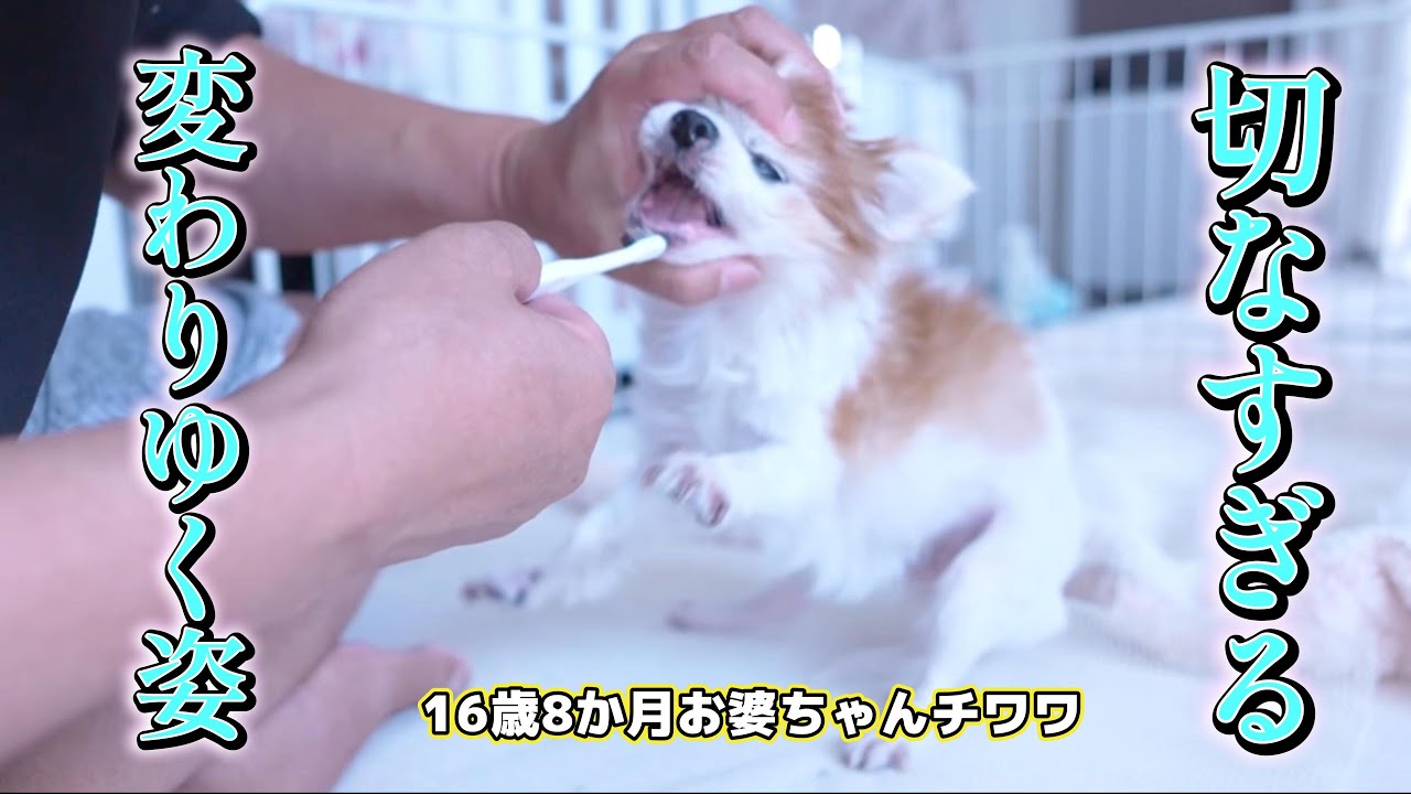 Shocking] Here's the real situation of elderly dogs you never