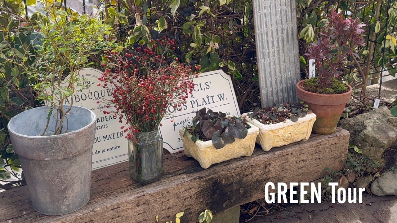 【個人邸】お玄関に並ぶ高級鉢が冬の最高のおもてなし！ビオラ葉牡丹が特別に映えるウィッチフォードと冬のお手入れが行き届いたお洒落で素敵すぎるお庭！| Y様邸 | 園芸/ガーデニング店巡り | 兵庫/宝塚