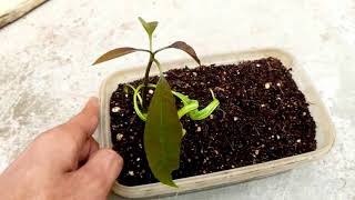 زراعة المانجو من البذور - كيفية زراعة بذور المانجو وتنمو شجرة - زراعة المانجو من البذرة فى المنزل