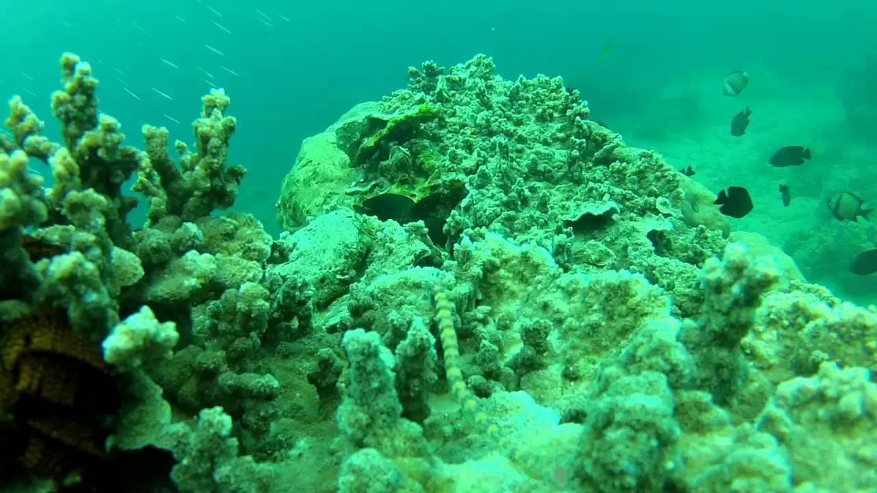 Plate coral hides a small pipe fish