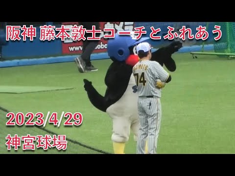 つば九郎、阪神 藤本敦士コーチとふれあう 2023/4/29