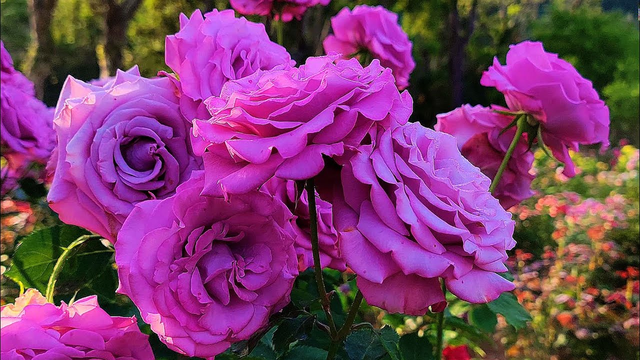 2022士林官邸玫瑰花季- 百種品種艷麗玫瑰花介紹⋯Hundreds of varieties of gorgeous roses