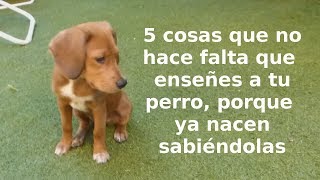 Cosas que tu perro ya sabe hacer y no es preciso enseñarle. Medio en broma medio en serio.