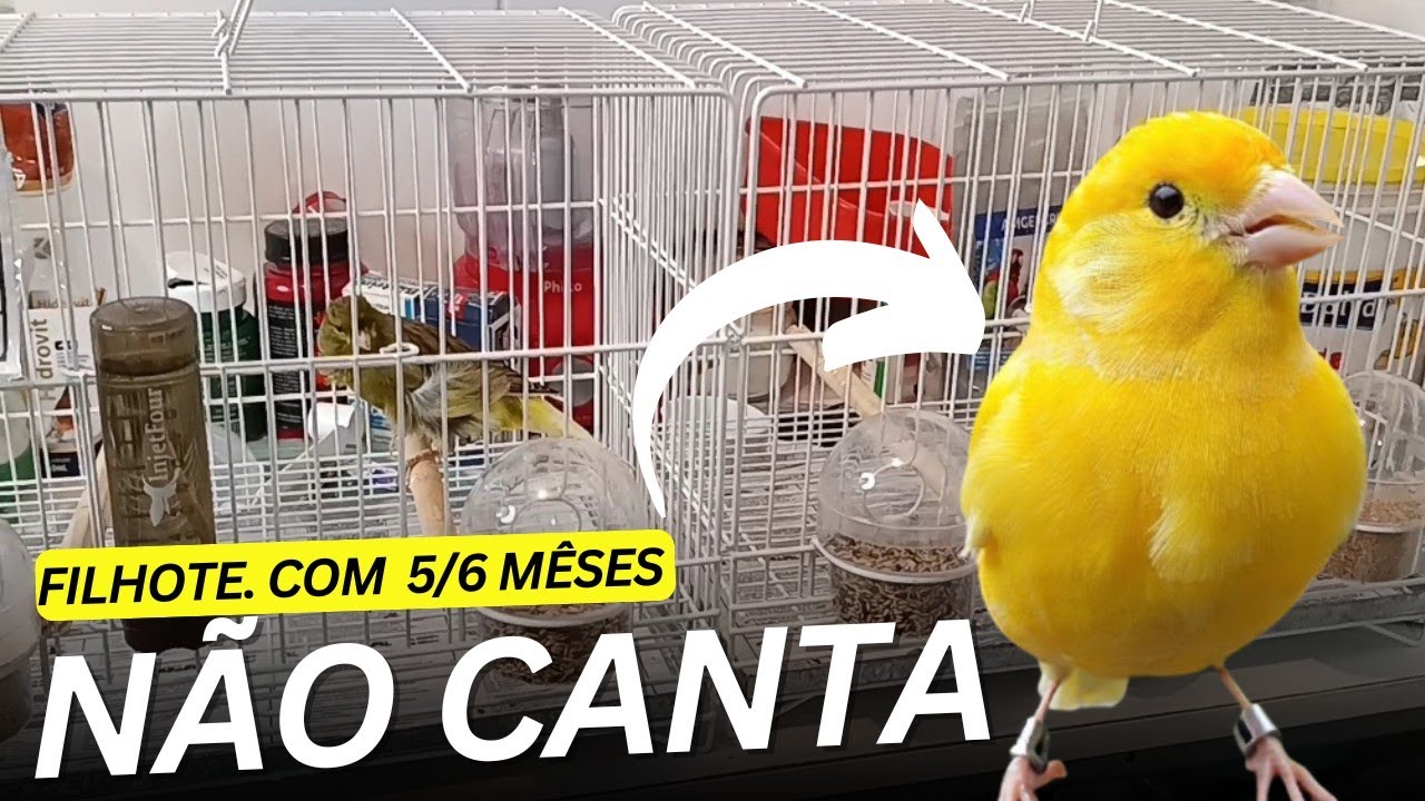 🤔COMO ajudar FILHOTE CANARIO soltar CANTO