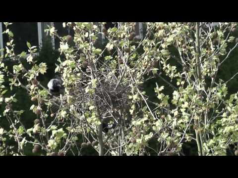 Video: Magpies Nest. Wie bauen Elstern ein Nest?