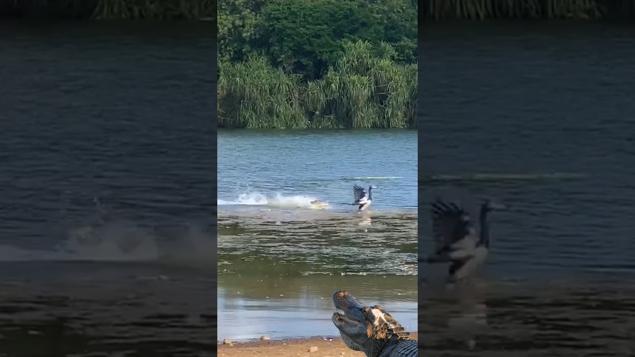 alligator attack bird