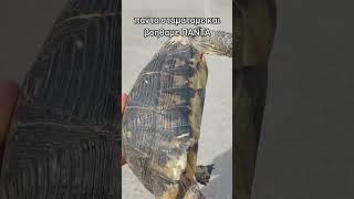 Σταμάτησε και βοήθησε χελωνίτσα που ήταν αβοήθητη στην μέση του δρόμου