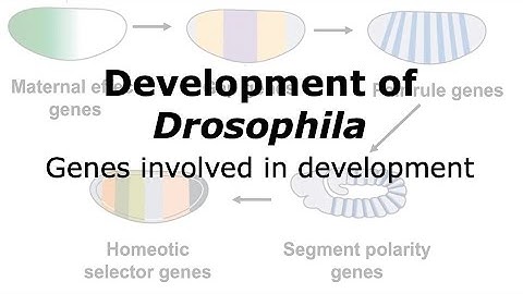 Genes involved in Drosophila Development