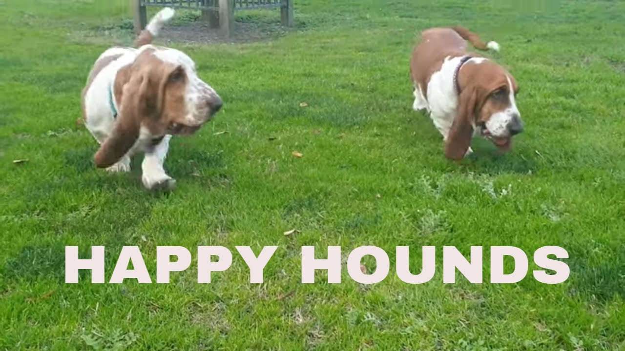 are basset hound puppies aggressive