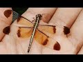 Earth discoveries is live- pied paddy skimmer dragon fly on my hand ✋️
