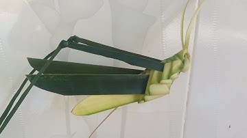 Cách làm con cào cào bằng lá dừa đơn giản đẹp (c. 5)